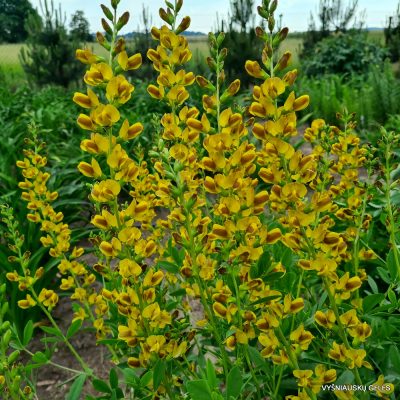 Baptisia ‘Žydintis Lietus’