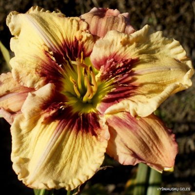 Daylily Wooster Libby in the Zone