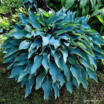 'Blue Arrow'