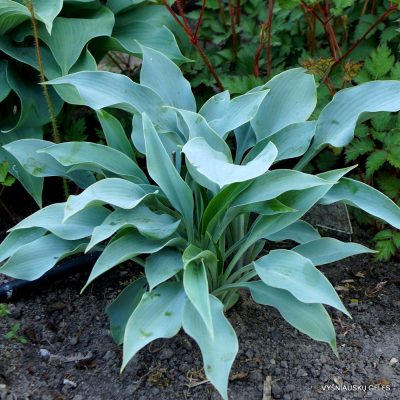 Hosta 'Hadspen Heron'
