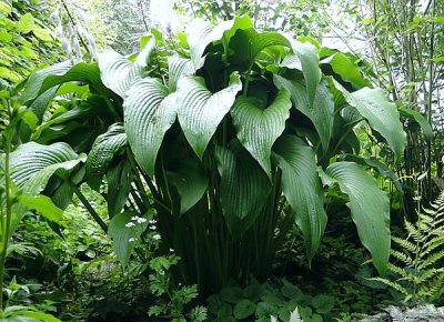 Hosta 'Jade Cascade'