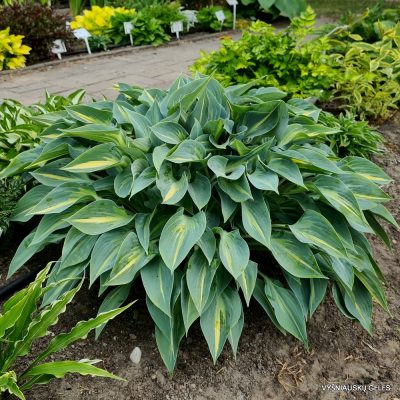 Hosta 'Stand by Me' (2)