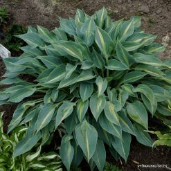Hosta 'Stand by Me'