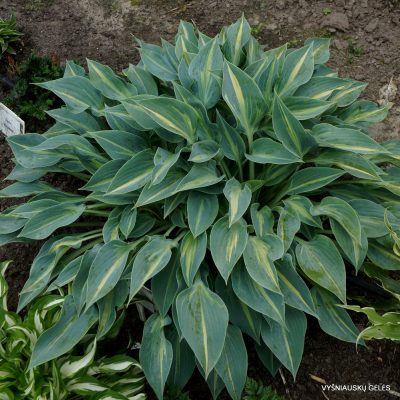 Hosta ‘Stand by Me’