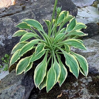 Hosta ‘Hush Puppie’