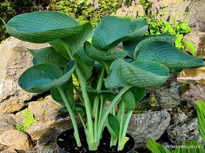 hosta ‘Abiqua Drinking Gourd’ (2)