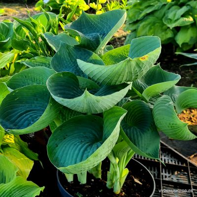 hosta ‘Abiqua Drinking Gourd’