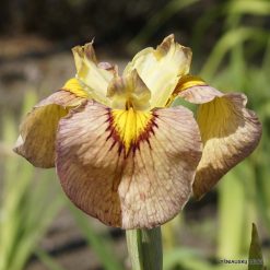 Iris Antique Brass