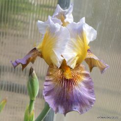Iris 'Artful Accent'