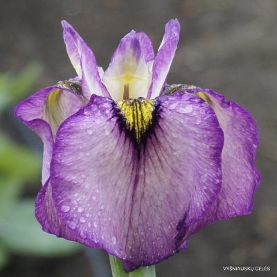 Iris ‘Ause’