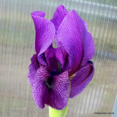 Iris 'Barmaley'