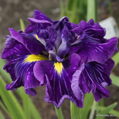 Iris 'Belgium Silk'