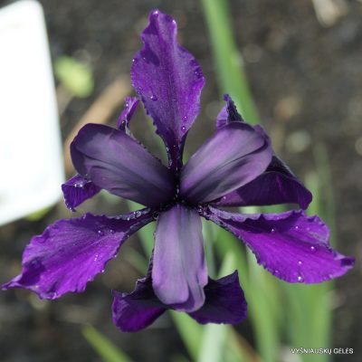 Iris 'Black Garnet' (2)
