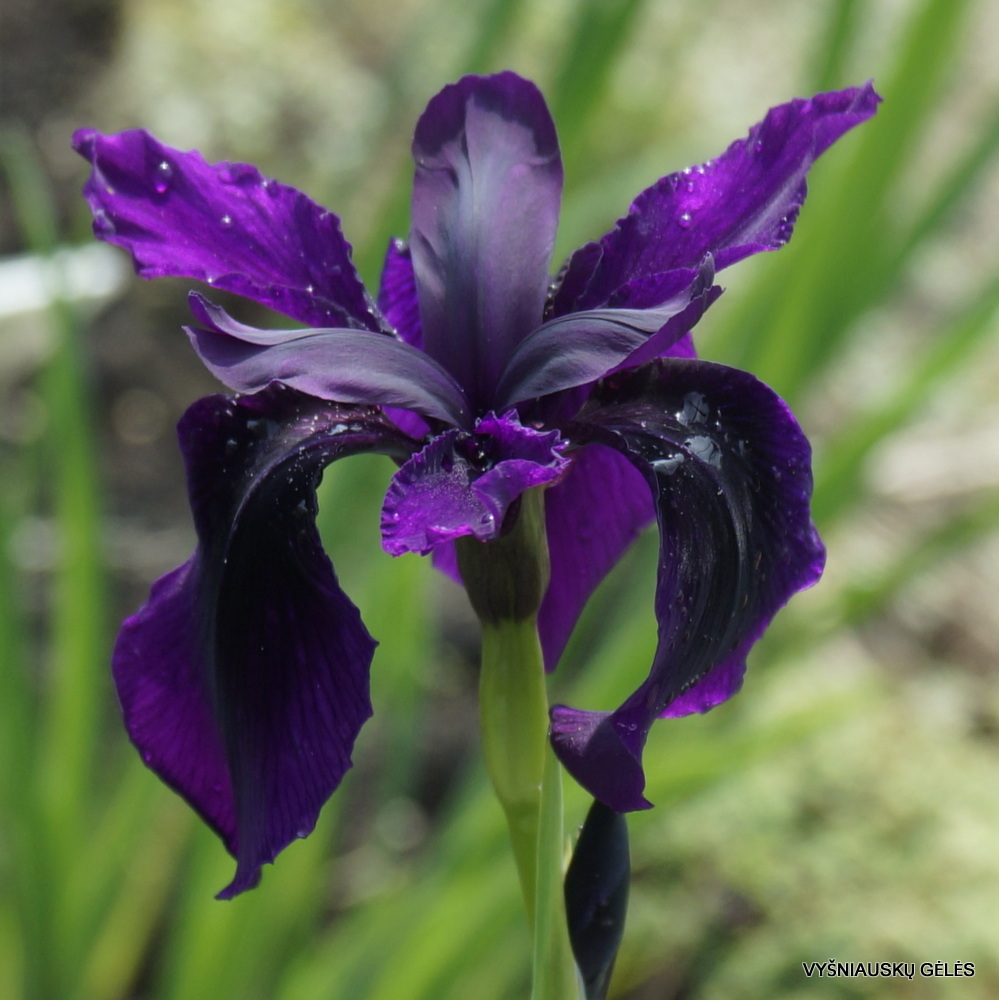 Iris 'Black Garnet' (3)