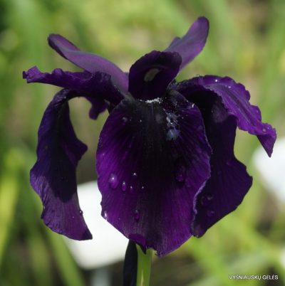 Iris 'Black Garnet'