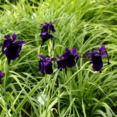 Iris 'Black Garnet'