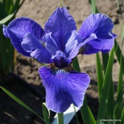 Iris 'Blaumacher'