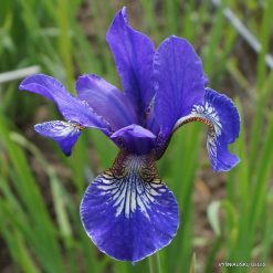 Iris 'Blue King'