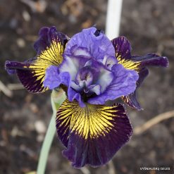 Iris 'Boisterous Blend'