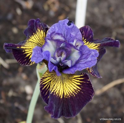 Iris ‘Boisterous Blend’