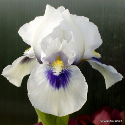 Iris ‘Desert Snow’