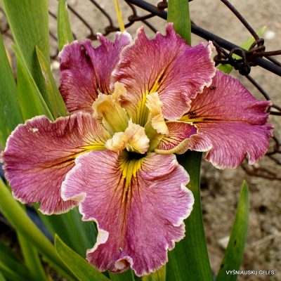 Iris 'Eastman Winds'
