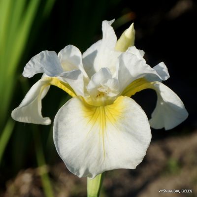 Iris ‘Elegance and Simplicity’