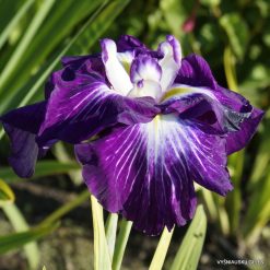 Iris 'Extravagant Plumes'
