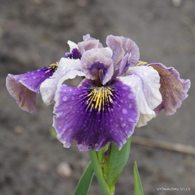 Iris Goring Butterfly' (2)