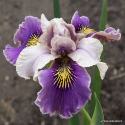 Iris Goring Butterfly'