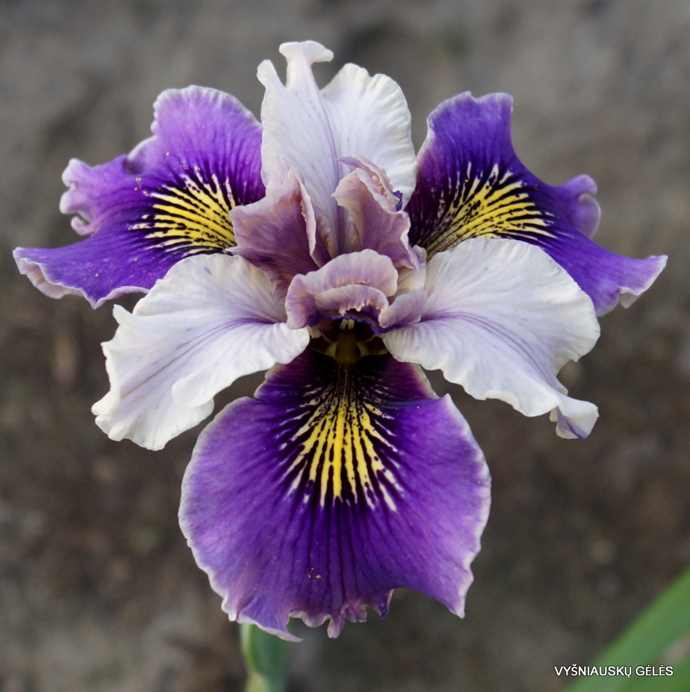 Iris Goring Butterfly' (3)
