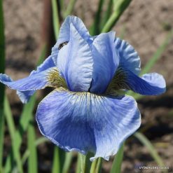 Iris 'Himmelsfalter'