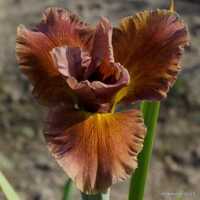 Iris 'Honey Mocha Lotta' (2) Iris 'Honey Mocha Lotta' (2)