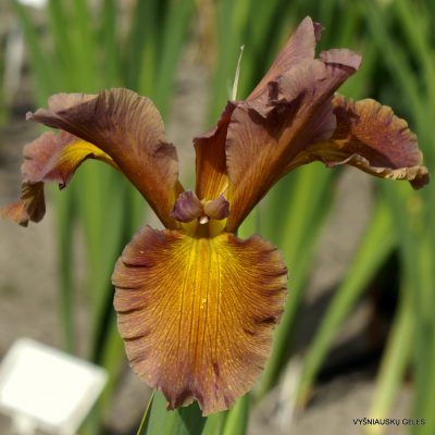 Iris 'Honey Mocha Lotta'
