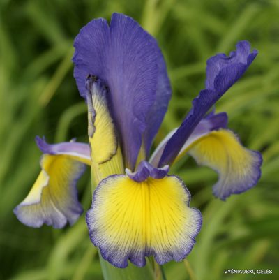 Iris 'Ibex Ibis' (2)