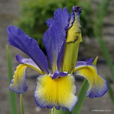 Iris ‘Ibex Ibis’