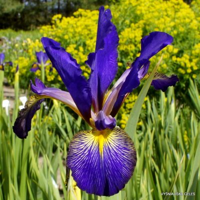 Iris 'Kentavr'
