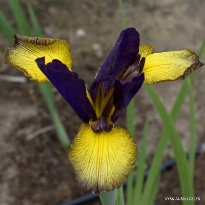 Iris 'Khoryv' (2)