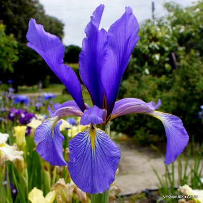 Iris 'Lenkoran'