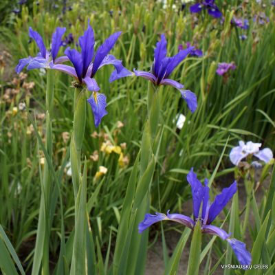 Iris 'Lenkoran' (2)