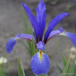 Iris 'Lenkoran'