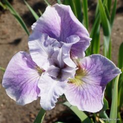Iris 'Lilac Veil'
