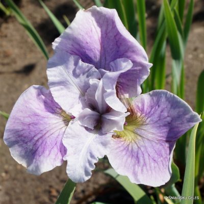 Iris ‘Lilac Veil’