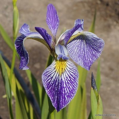 Iris 'Limbo'