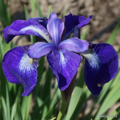 Iris 'Nagareboshi'