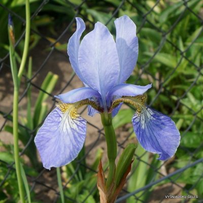 Iris 'Papillon' (2)