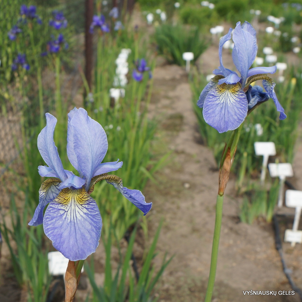Iris 'Papillon' (3)
