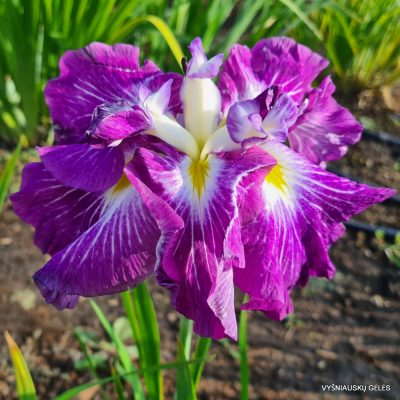 Iris 'Persephone'