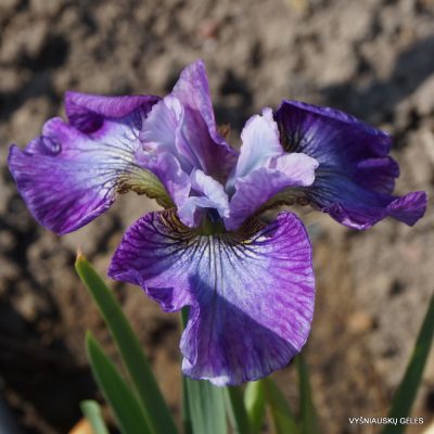 Iris 'Plum Frolic'