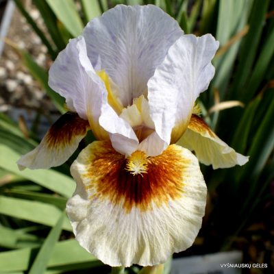Iris ‘Pounce’
